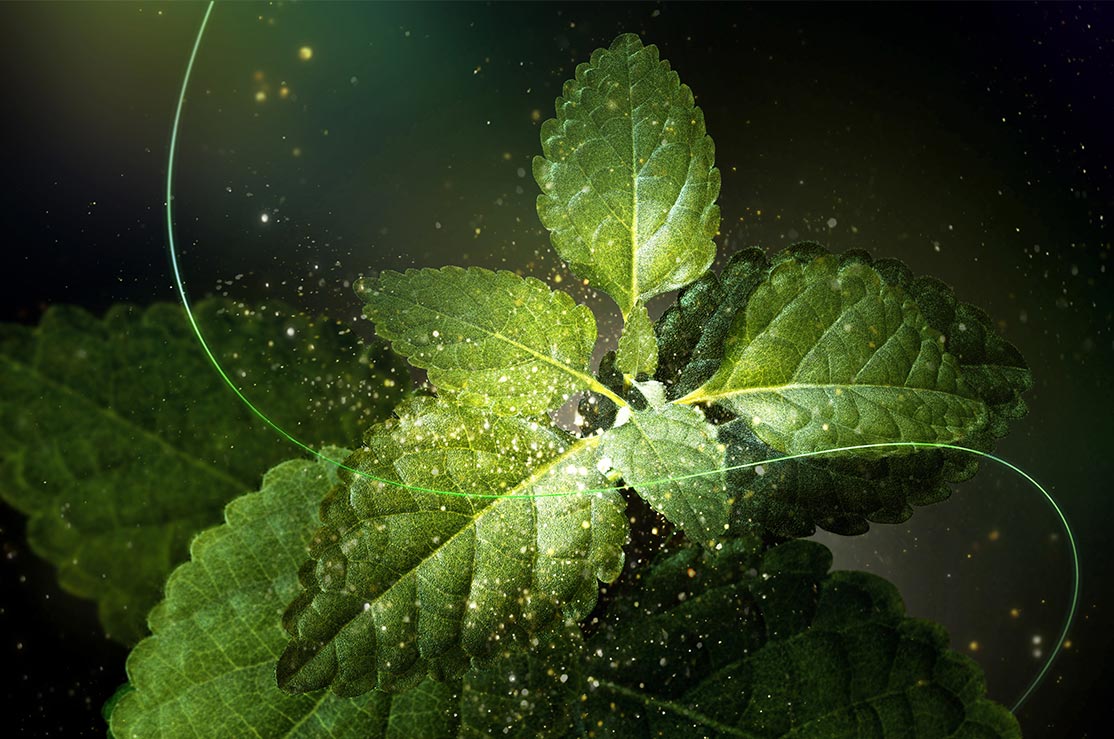 Inside The Mystical World Of The Legendary Enmei Herb