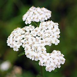 Yarrow Extract